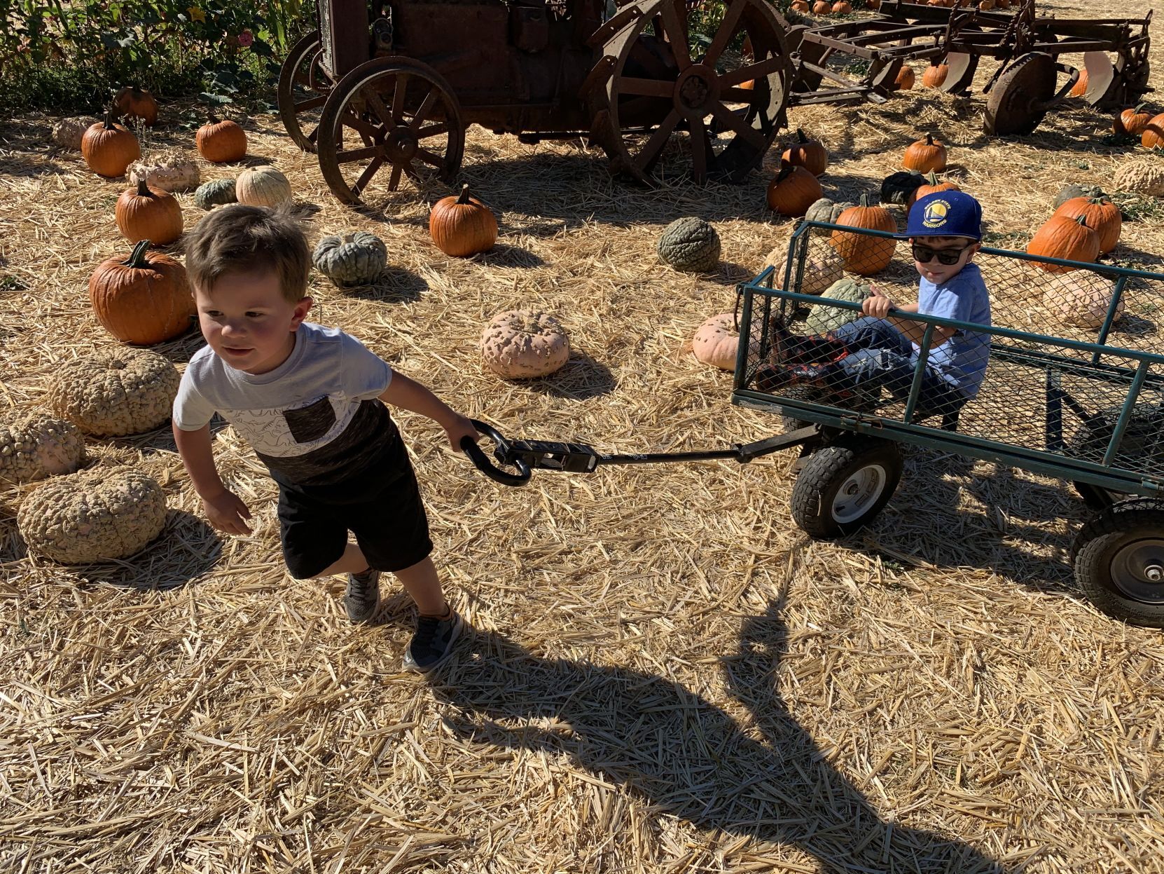 2020 pumpkin patch